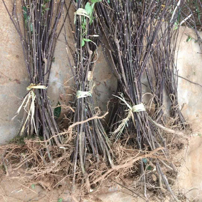 中花吴茱萸苗  树苗 扦插苗 枝条 种苗 正宗茶辣 广西吴萸 宣城市朱长春中药材经营部吴茱萸图片