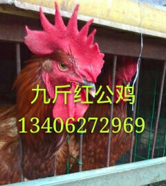 【点击查看】广元九斤红养殖基地出售 九斤红销售报价-济宁市兖州区九斤红种鸡场