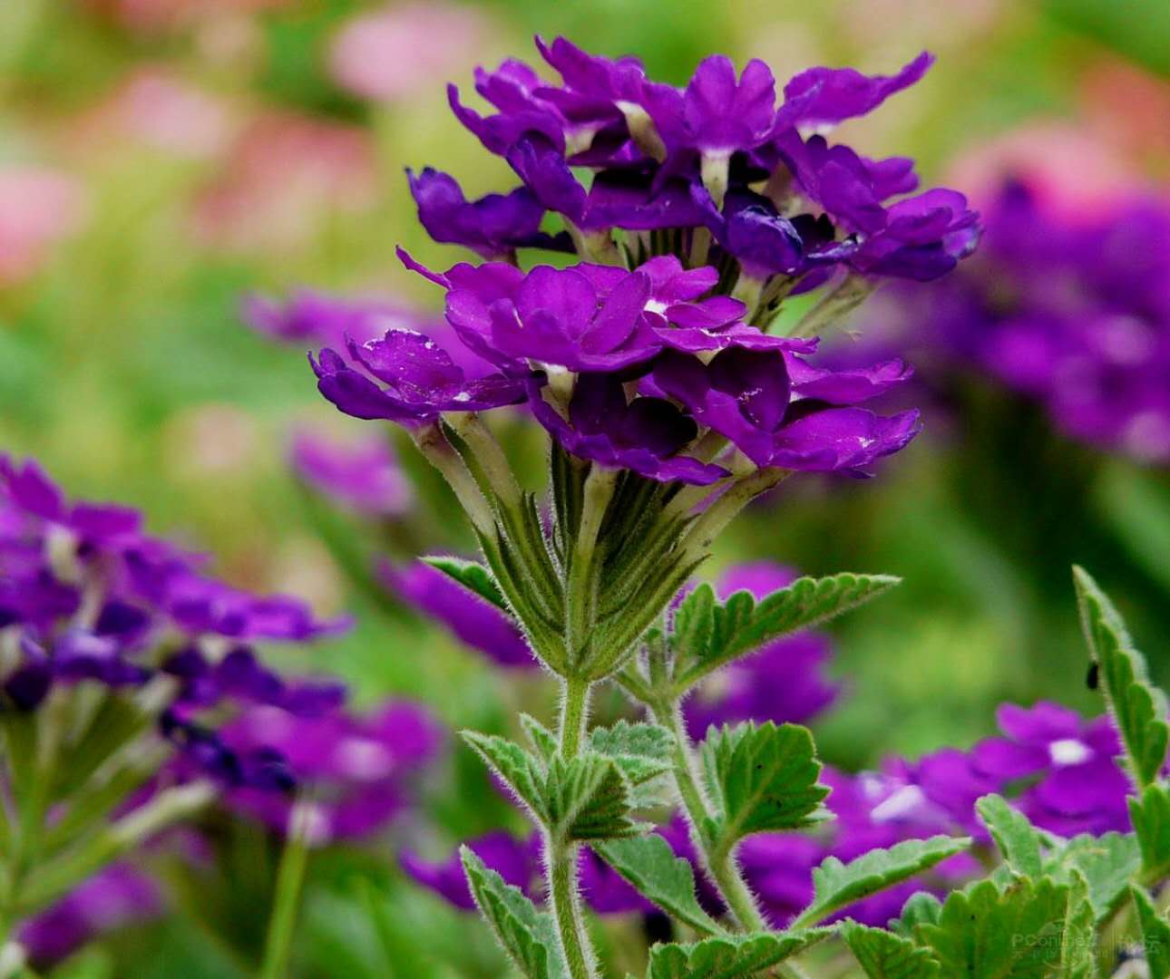 潍坊市青州草花出售；草花基地价格；厂家