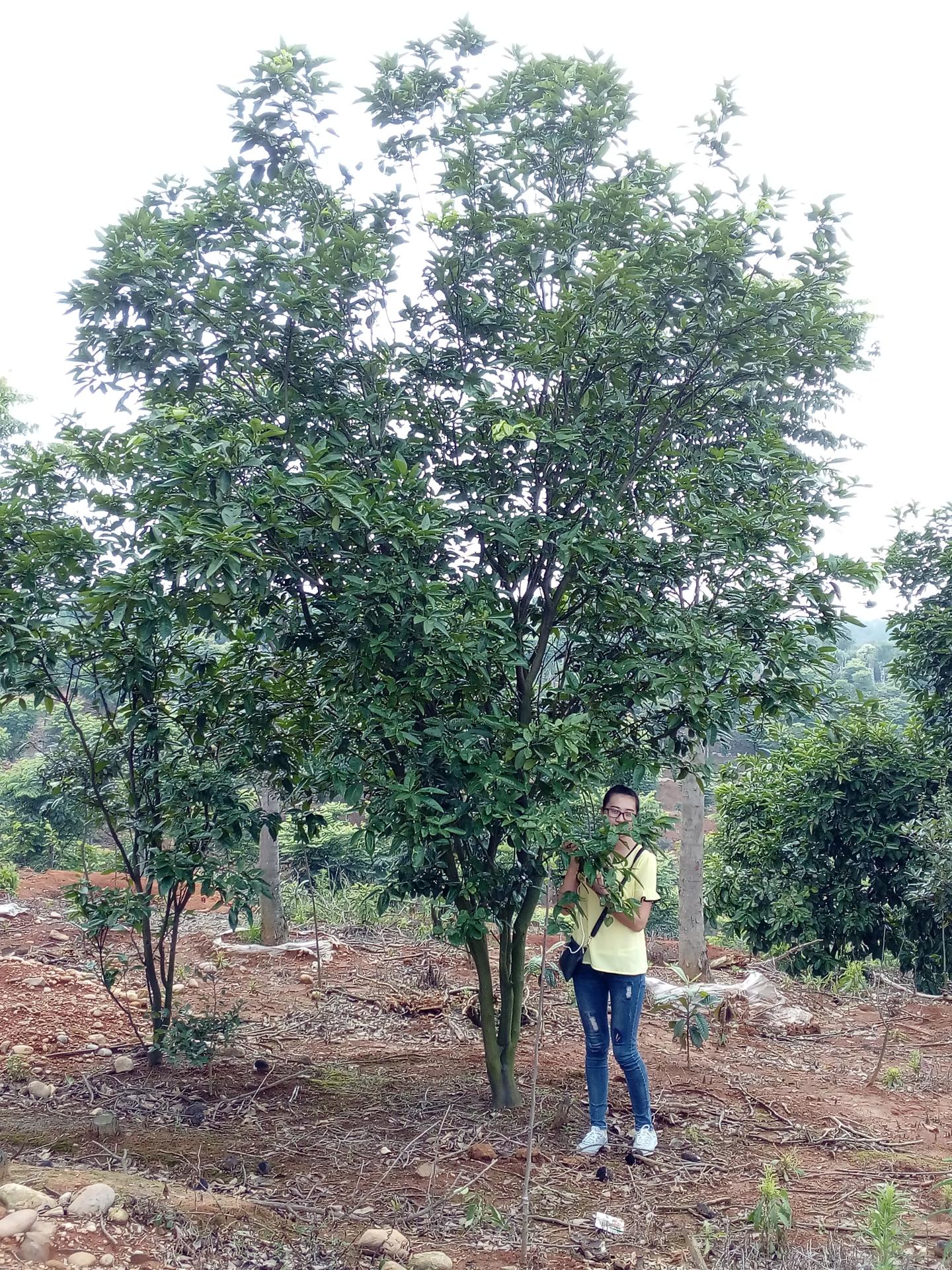 红东园林供应精品18柚子树 香泡香橼丛生景观树