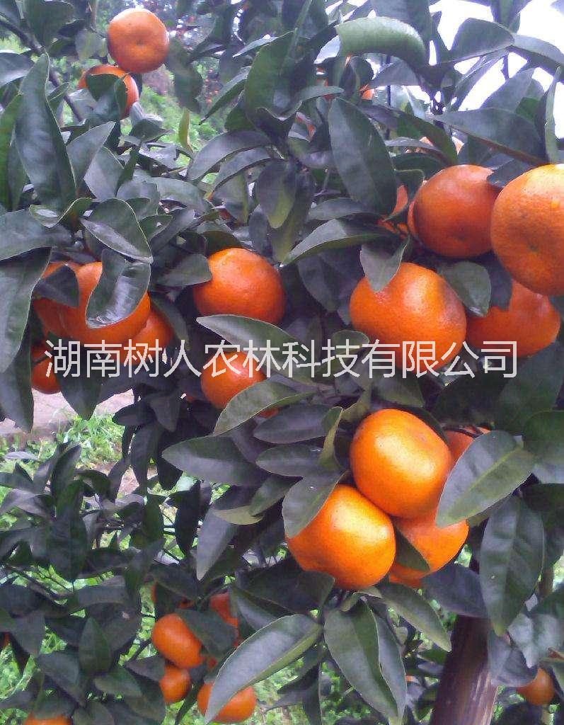 W·默科特晚熟柑桔杂柑柑橘苗树人公司供应及各类柑桔品种苗管理技术指导图片