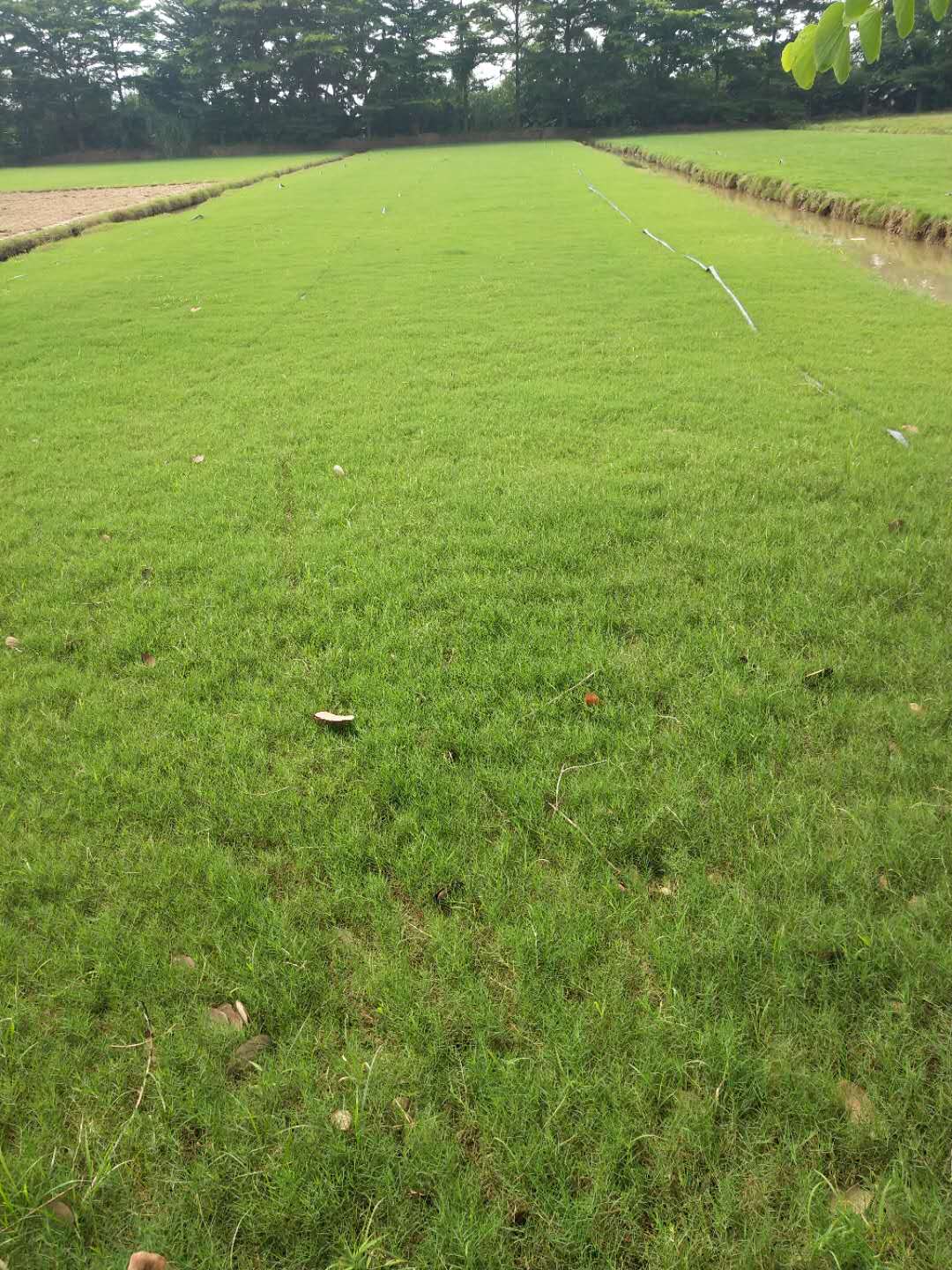 大叶油草 中山大叶油草种植基地 江门大叶油草批发 大叶油草花期 各种优质大叶油草