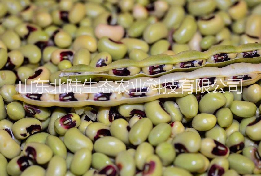 潍坊市山东北陆-黑眼豌豆种子厂家