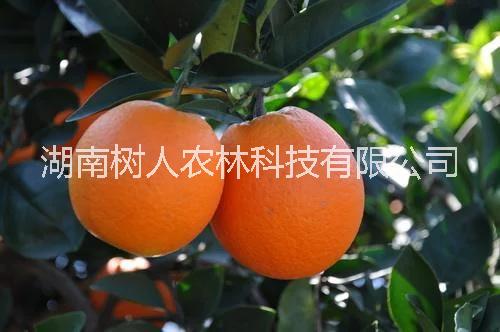 纽荷尔脐橙苗树人公司供应各类柑桔苗脐橙苗管理技术指导