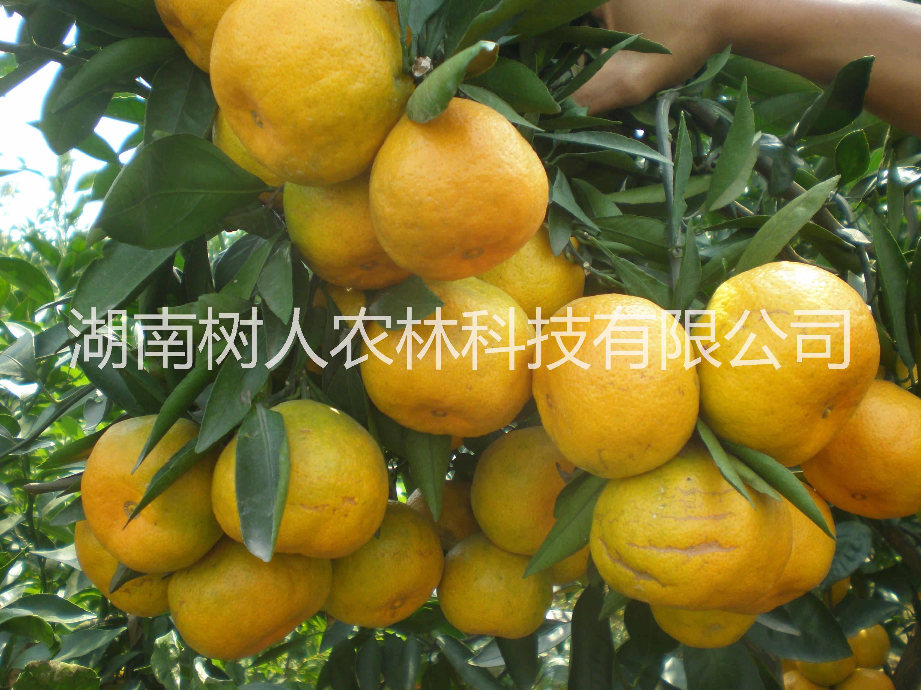 特早熟日南一号柑桔苗树人公司供应各类柑桔品种苗柑橘管理技术指导
