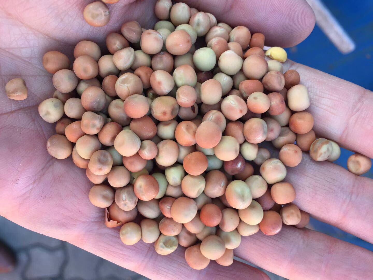 山东北陆-加拿da麻豌豆种子批发