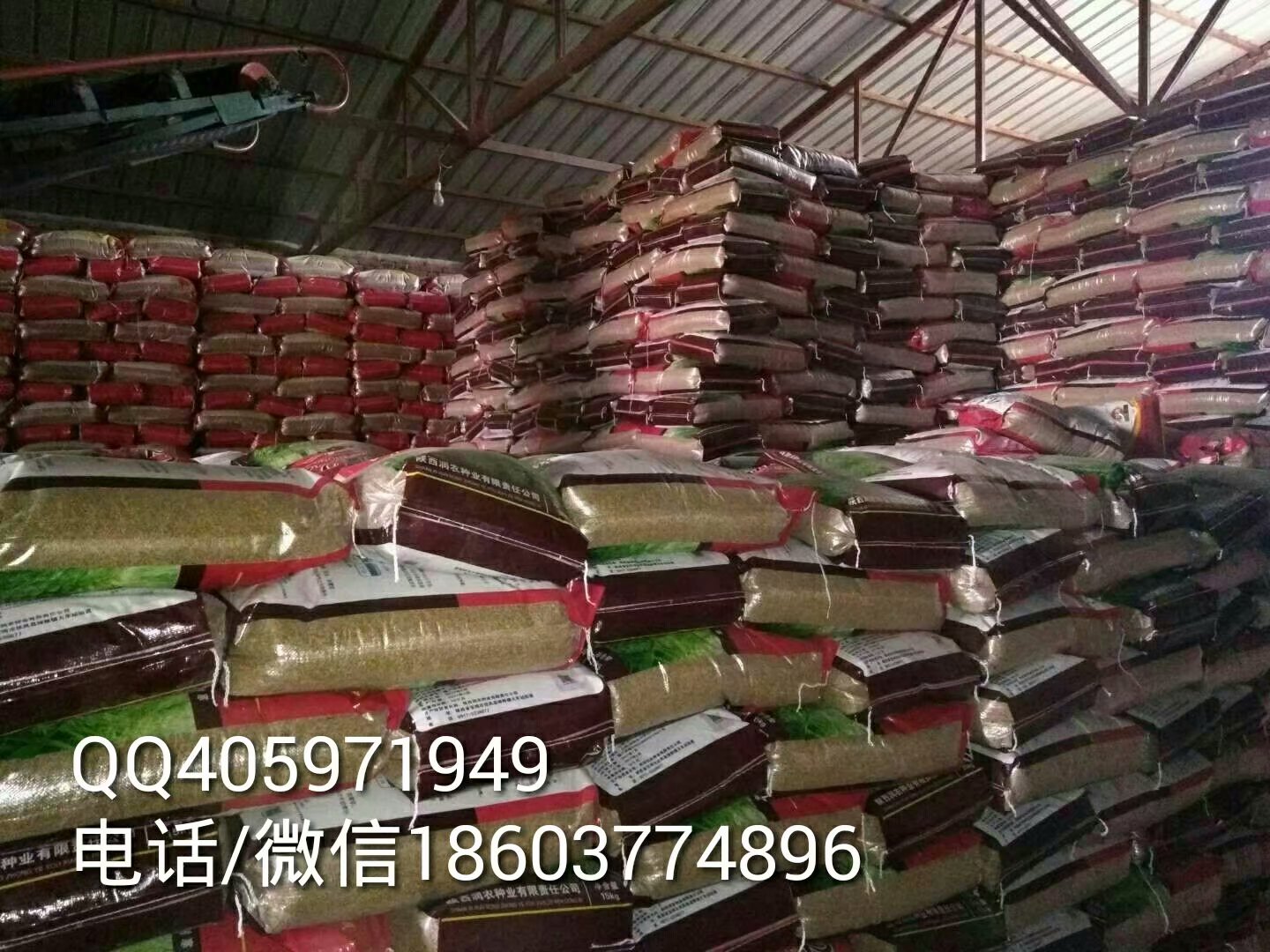 供应半冬性高产周麦30小麦种子