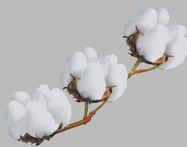 优质新疆长绒棉被厂家批发商代理供应商批发价格 新疆长绒棉被采购报价质量哪家好图片