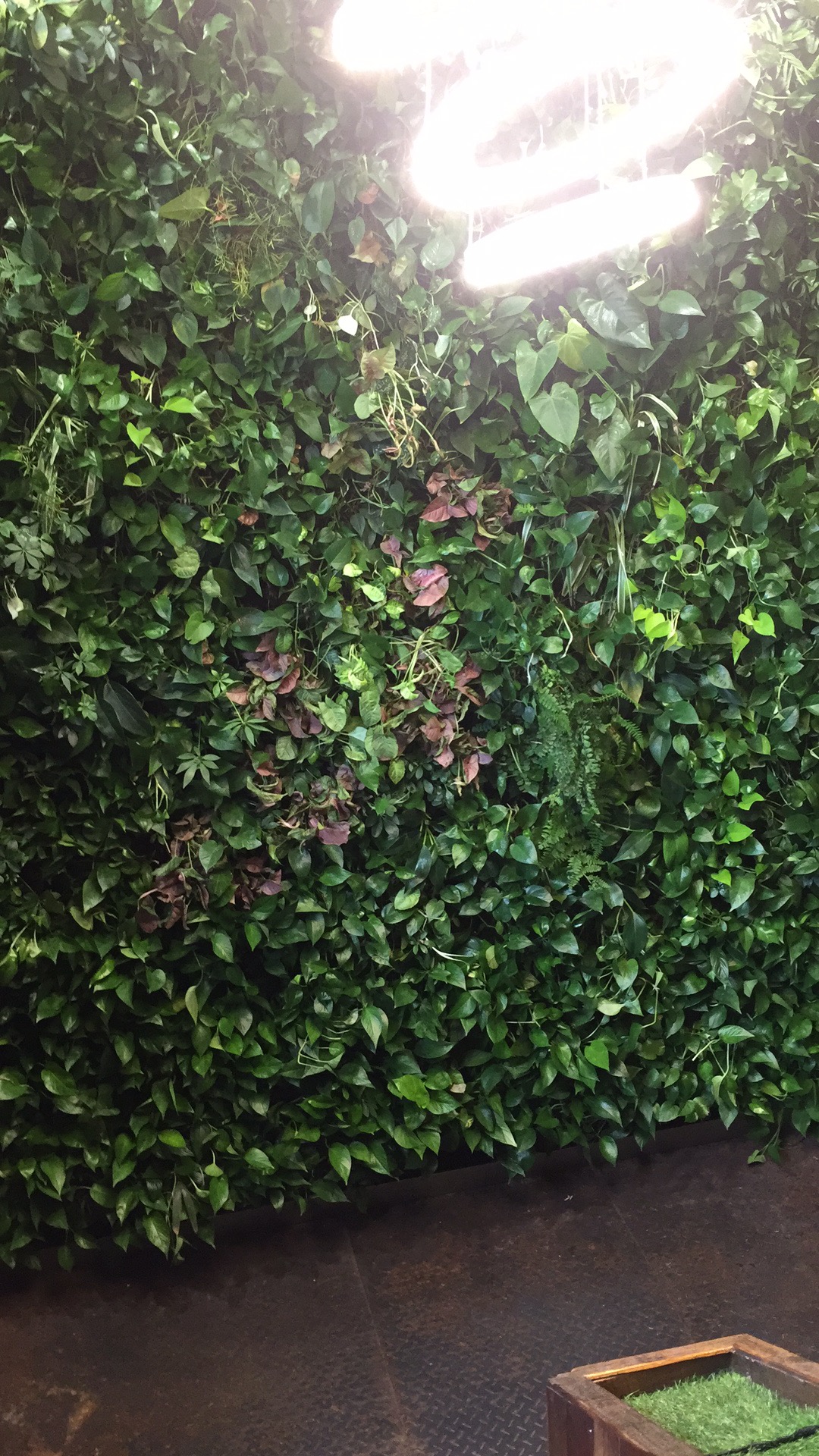 杭州枫桓绿化时尚植物墙