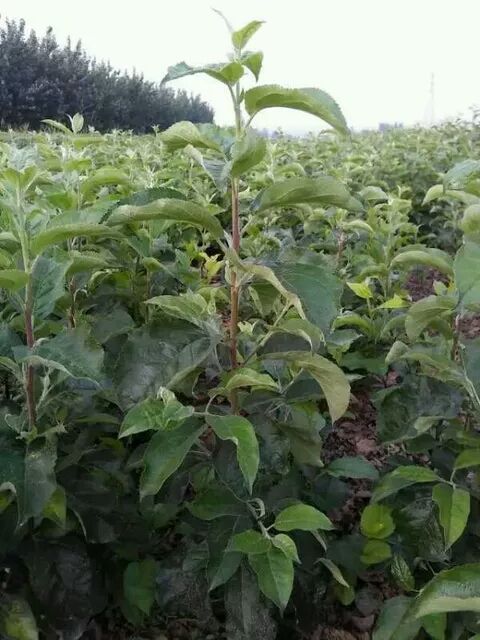 嘉峪关红富士嫁接果树苗种植基地嘉峪关红富士嫁接果树苗种植基地，嘉峪关红富士嫁接果树苗基地直销，嘉峪关红富士嫁接果树苗价钱