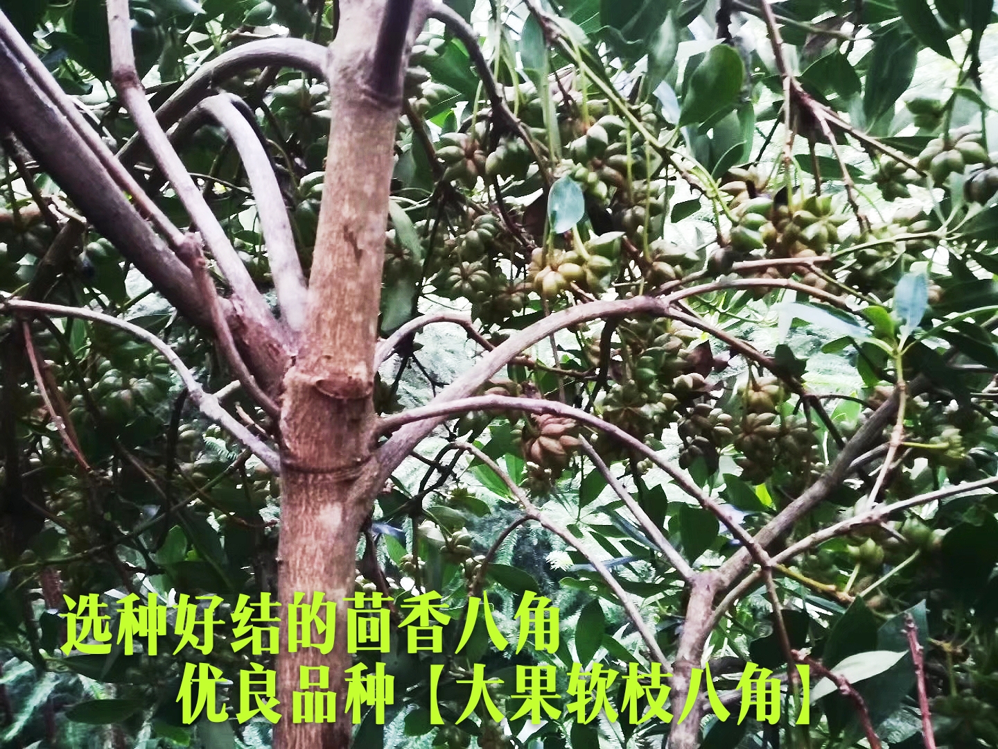 优品质好结的茴香八角 八角种子价格 茴香八角价格 八角种子批发 茴香八角价格价格 八角种子价格批发 八角价格批发