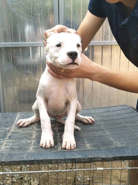 菏泽市出售纯种杜高犬 精品双血统杜高犬厂家出售纯种杜高犬 精品双血统杜高犬