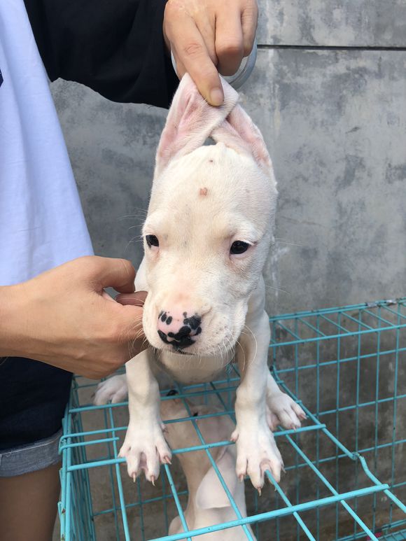 出售纯种杜高犬 精品双血统杜高犬出售纯种杜高犬 精品双血统杜高犬