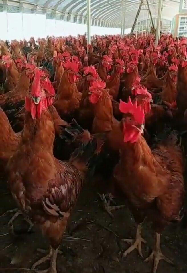 眉山红玉鸡混合苗养殖基地出售批发价格多少
