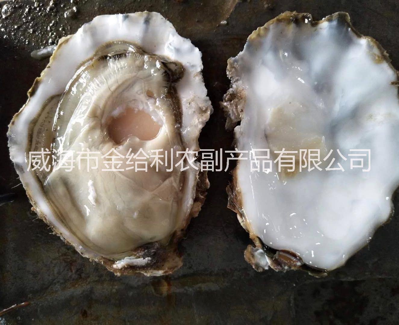 广州哪里有生蚝批发鲜活牡蛎批发