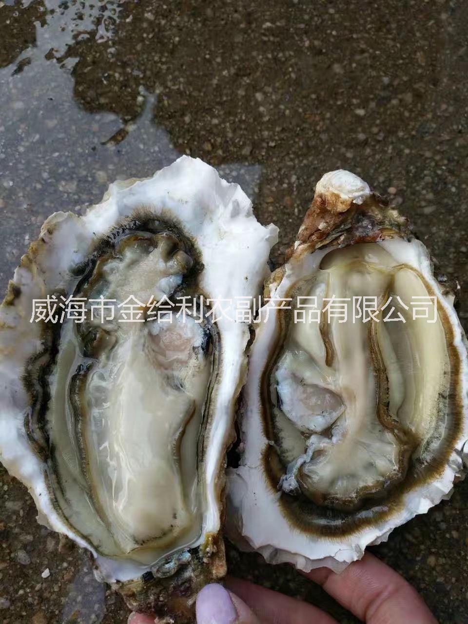 深圳生蚝哪里批发便宜 鲜活牡蛎