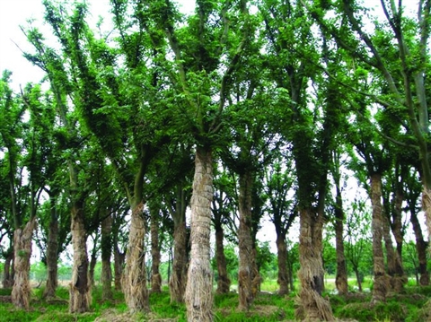 丛生榉树|浙江衢州榉树基地|榉树精品拼栽价格|榉树苗