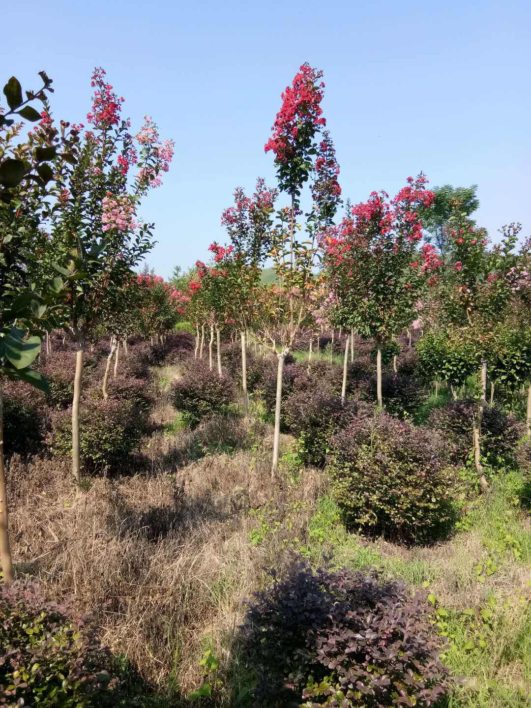 银杏银杏|广西优质银杏供货商|广西优质银杏种植基地|广西优质银杏批发价格