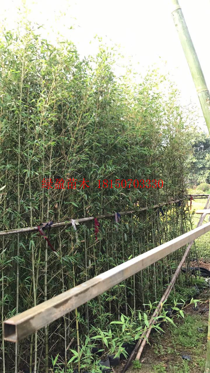 漳州市供应罗汉竹 供应各种规格竹子厂家