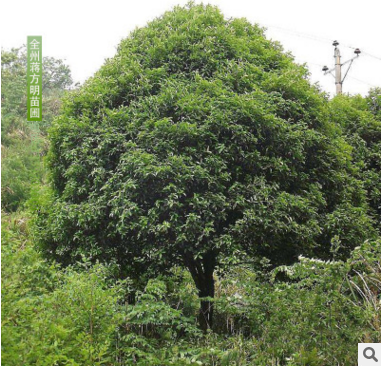 桂林市在哪能买到大桂花树厂家广西15-18公分桂花树 广西八月桂 在哪能买到大桂花树 桂林产地直发