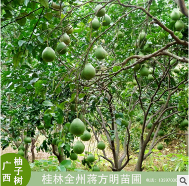 桂林市广西柚子树厂家