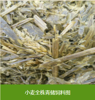 陕西秸秆饲料厂家粗饲料厂家大量供应新疆内蒙地区厂家直供 陕西粗饲料厂家批发供应商