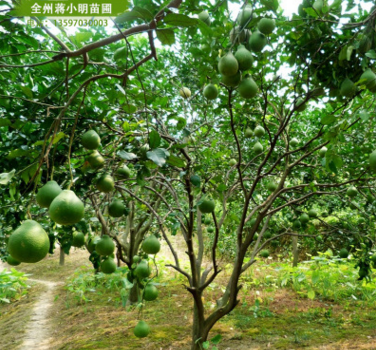 广西柚子树供应柚子树 丛生香泡柚子树 香炮树 园林工程树品种多 规格齐 广西柚子树