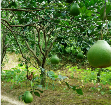 桂林市广西柚子树厂家供应柚子树 丛生香泡柚子树 香炮树 园林工程树品种多 规格齐 广西柚子树