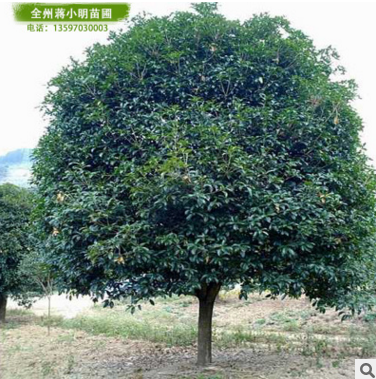 广西15-18公分桂花树 广西八月桂 在哪能买到大桂花树 桂林产地直发图片