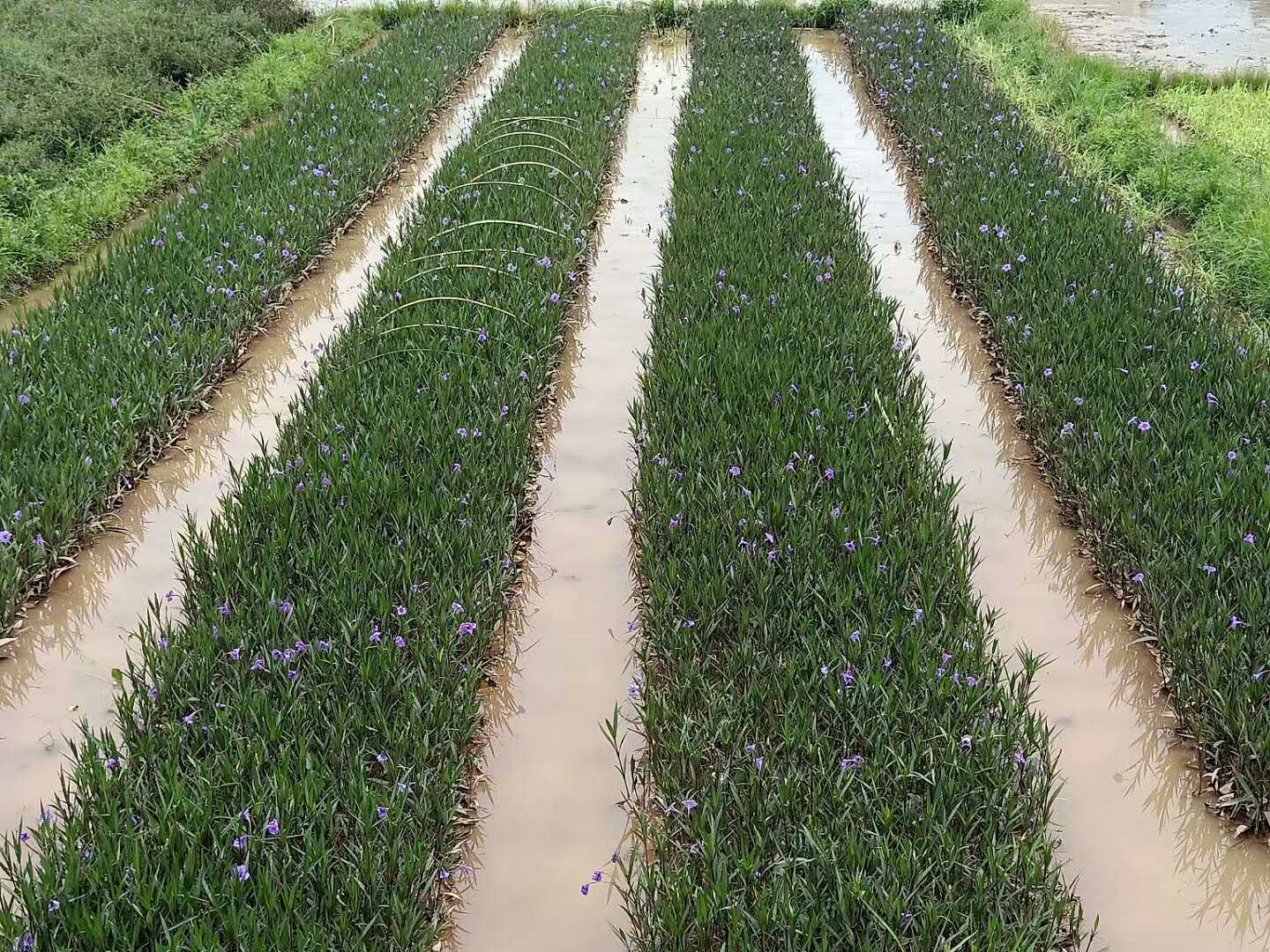 海南萃芦莉优质种植基地-厂家报价直销供应商