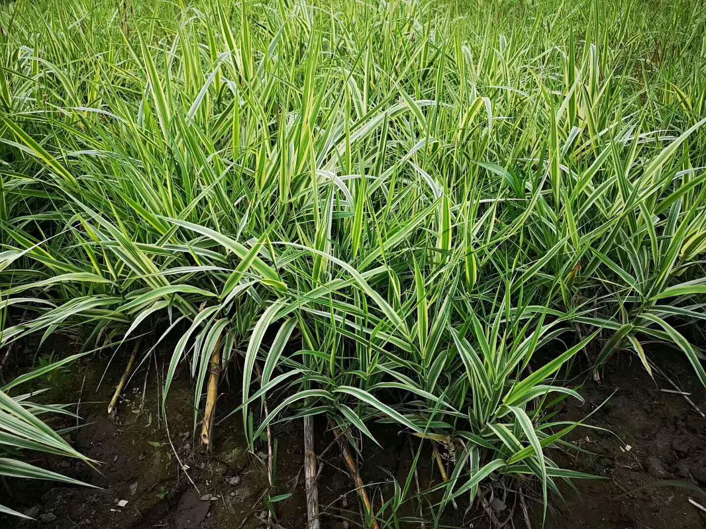 广西百色花叶芦竹批发供应商｜百色水生植物价格｜百色哪里卖水生植物｜百色水生植物