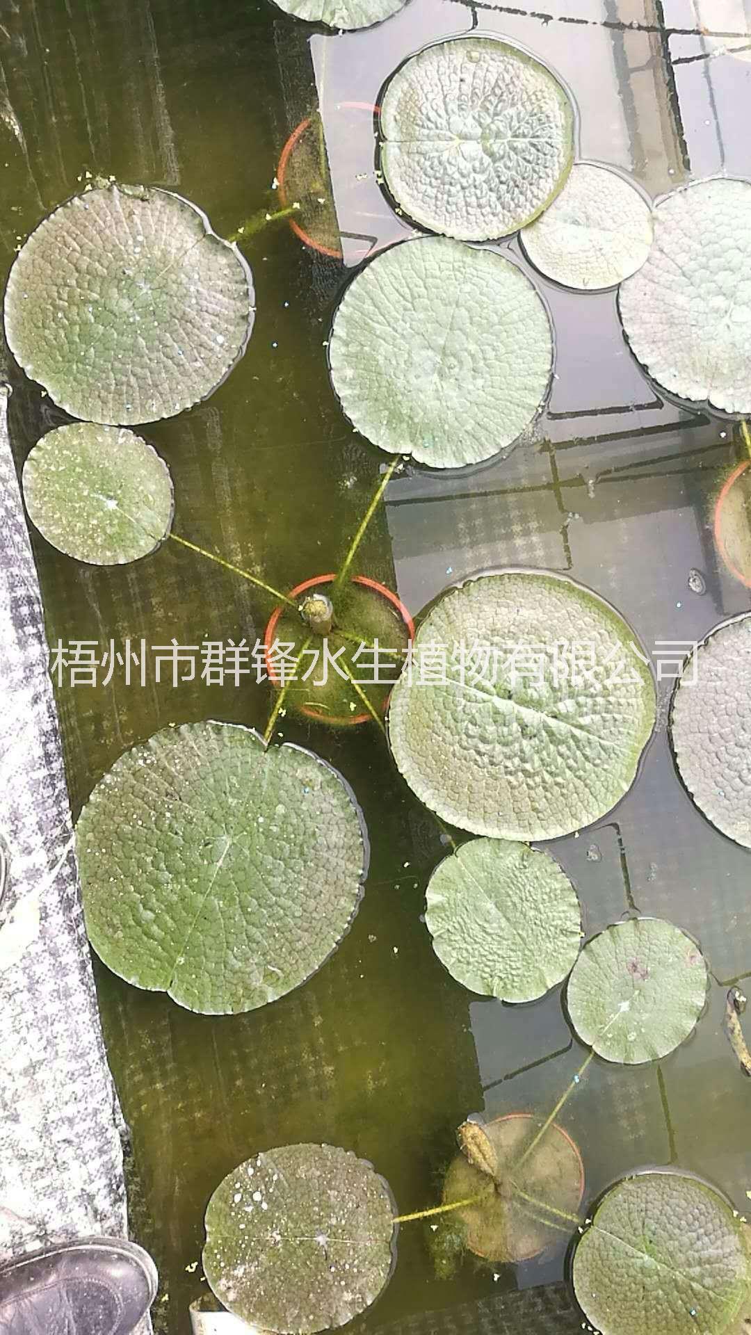 广西王莲基地直销，桂林王莲批发，海口王莲批发价格，云南王莲批发基地，贵州王莲种植基地