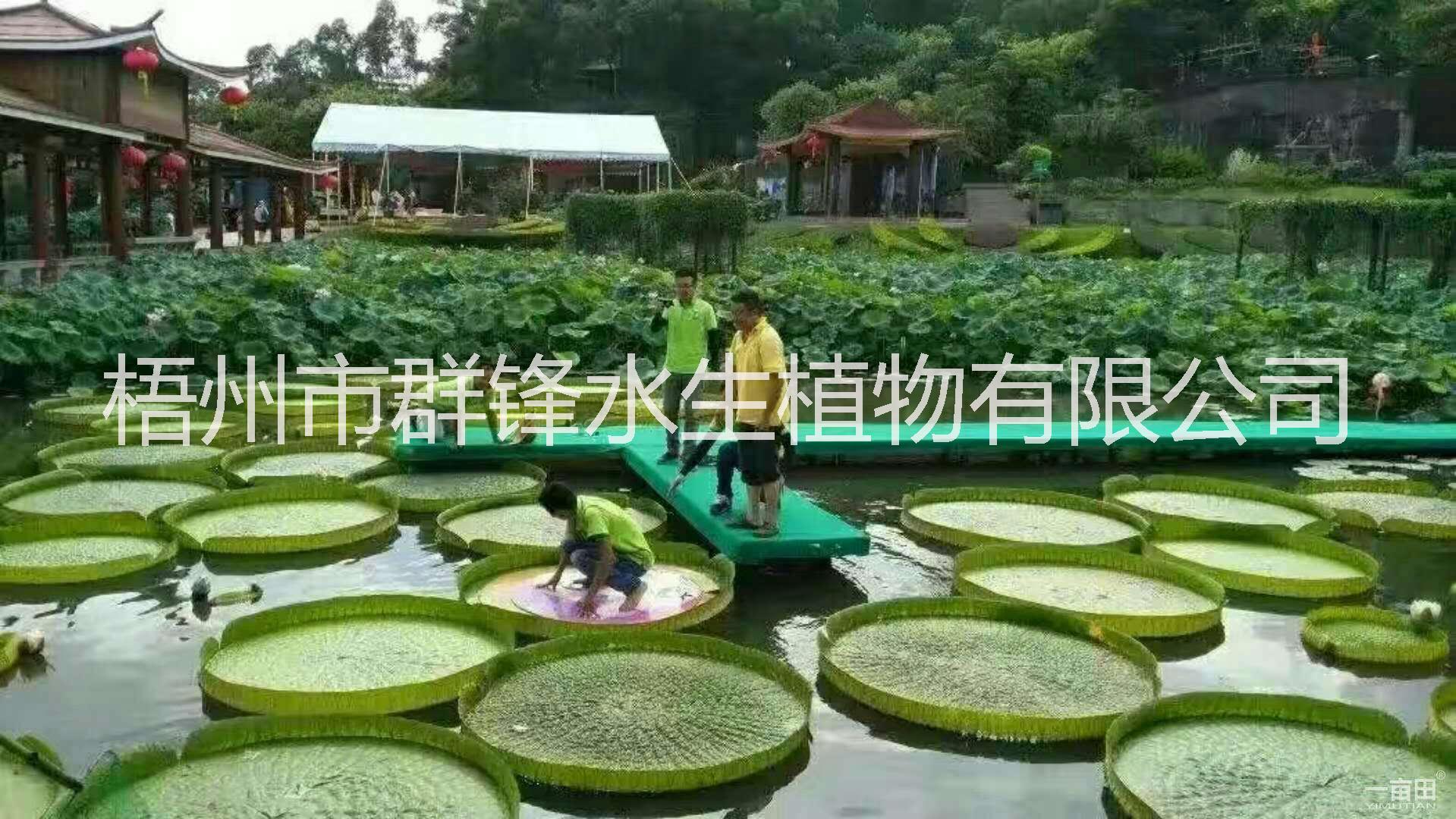 广西王莲基地直销，桂林王莲批发，海口王莲批发价格，云南王莲批发基地，贵州王莲种植基地