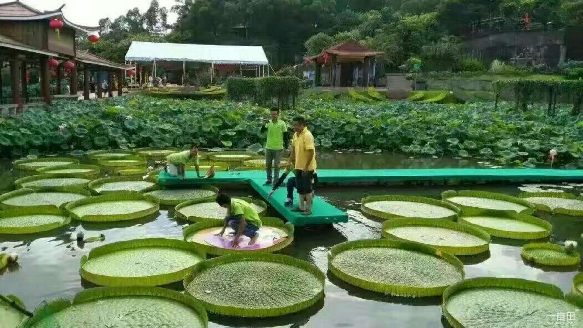 广西王莲基地直销，桂林王莲批发，海口王莲批发价格，云南王莲批发基地，贵州王莲种植基地