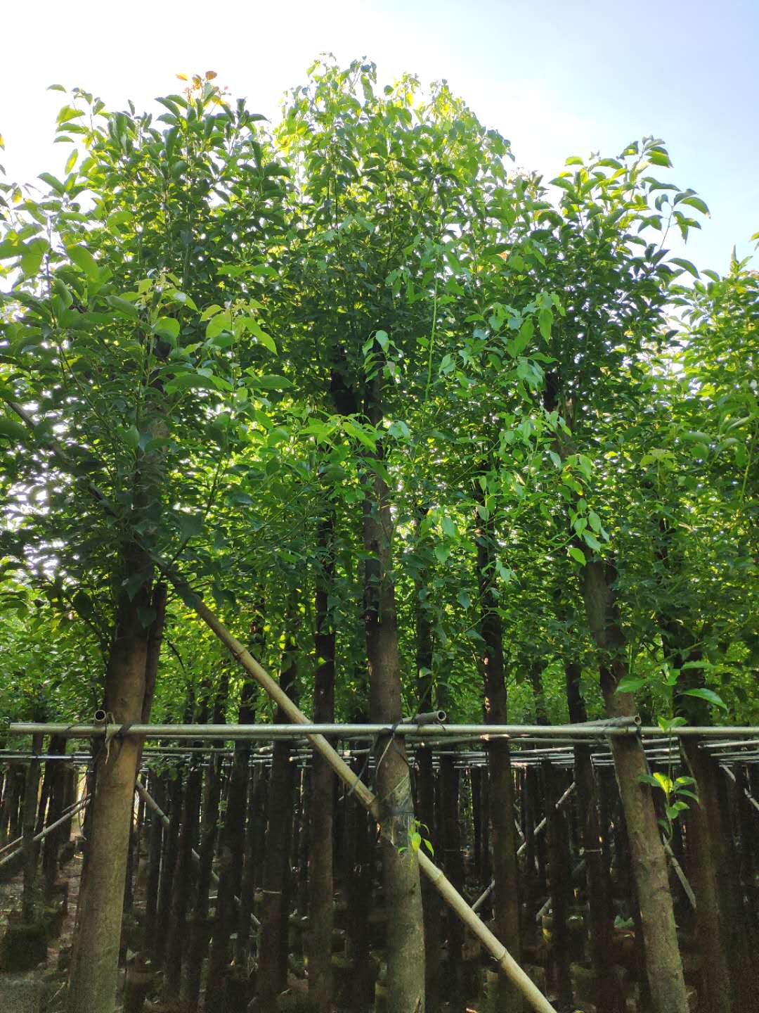 揭阳市10公分樟树厂家10公分樟树  广东普宁10公分樟树  供应10公分樟树 大量10公分樟树出售