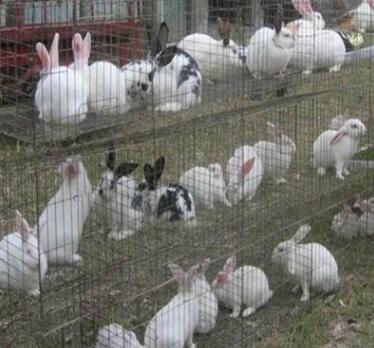 厂家直销养殖兔笼兔子窝铁丝兔笼