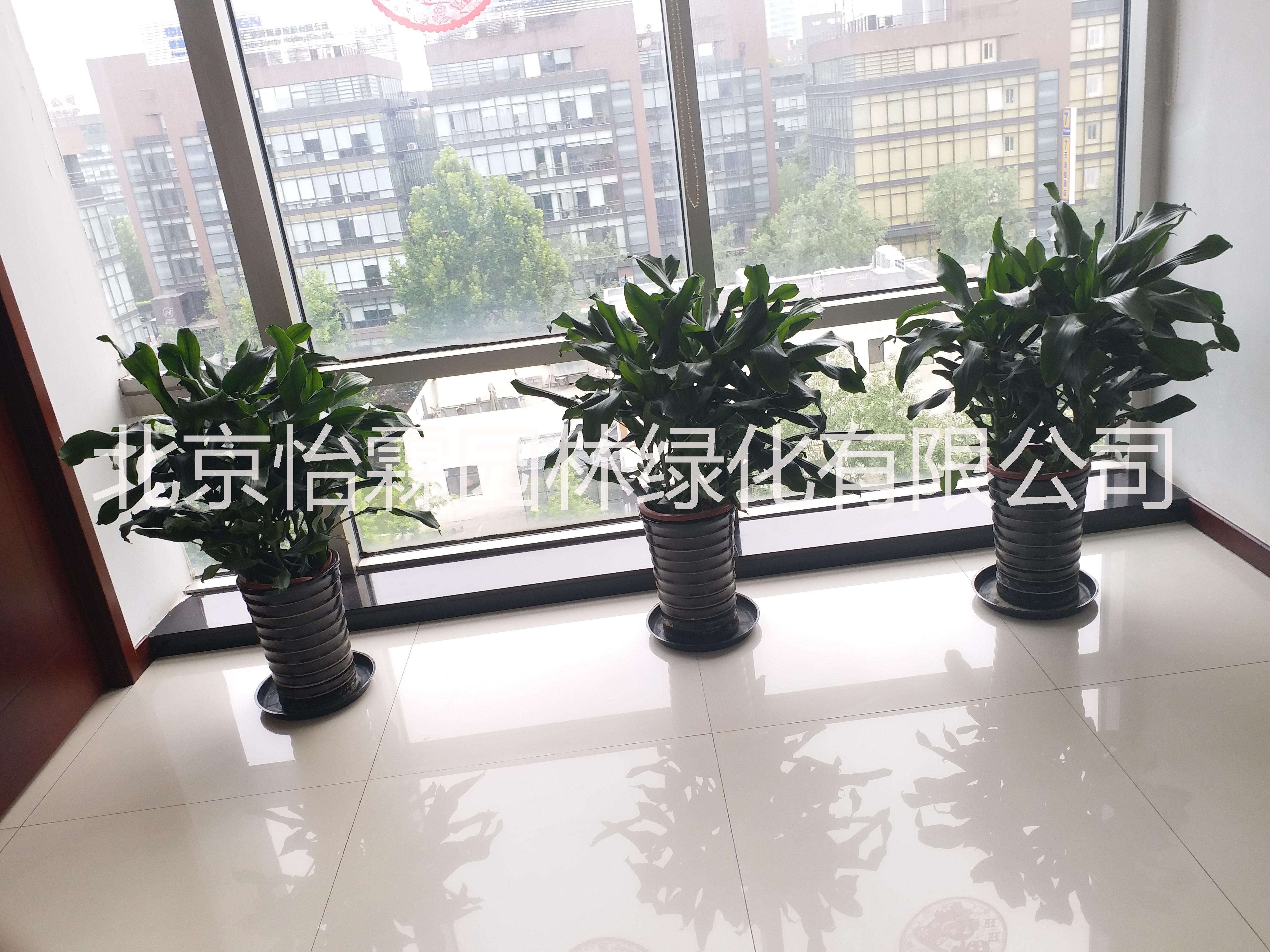 北京绿植租摆公司