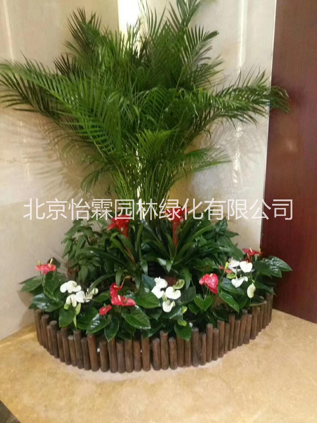 北京绿植租赁 北京绿植租赁公司 北京绿植花卉租赁公司