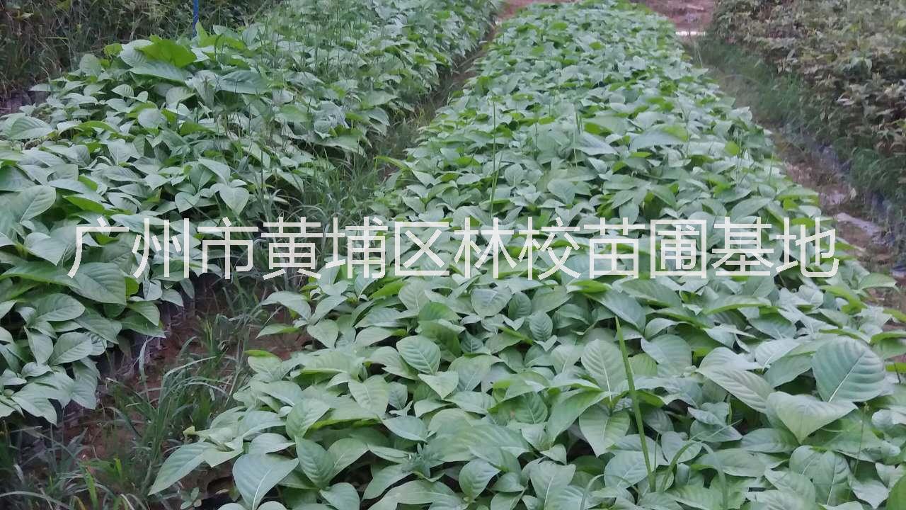 楠白木 楠白木厂家批发 广东楠白木大量供应 楠白木种子图片