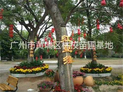 广东小叶桢楠 广东小叶桢楠种植基地 广东广州小叶桢楠批发  小叶桢楠厂家直销