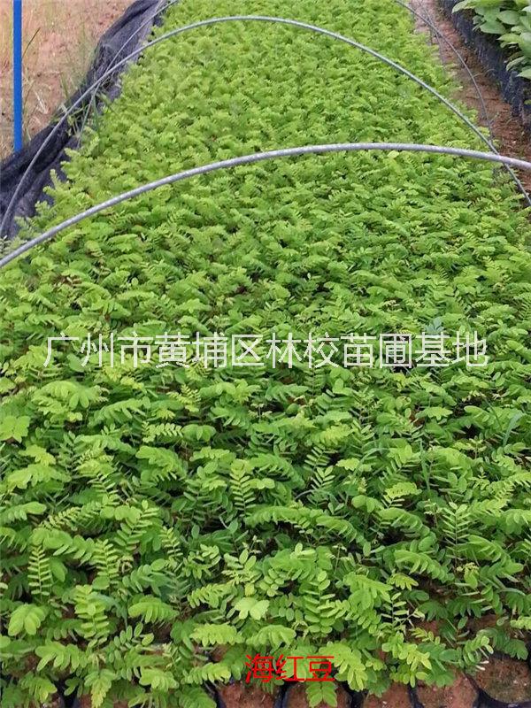 海红豆 广东海红豆大量供应 海红豆厂家批发 海红豆种子图片