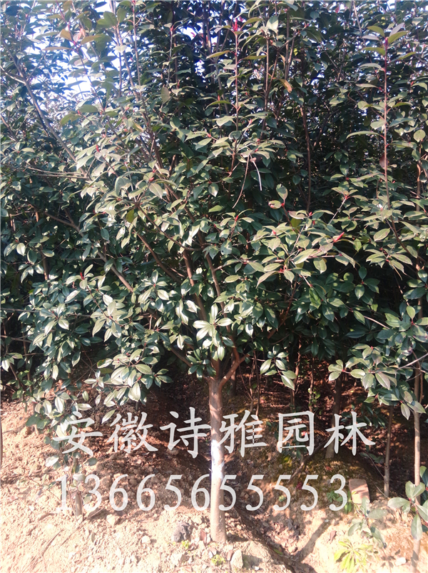 高杆红叶石楠规格2-12公分低价出售，高杆红叶石楠树，高分支红叶石楠树价格