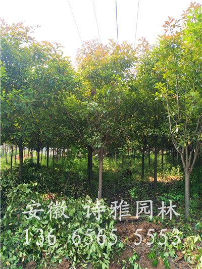 高杆红叶石楠规格2-12公分低价出售，高杆红叶石楠树，高分支红叶石楠树价格