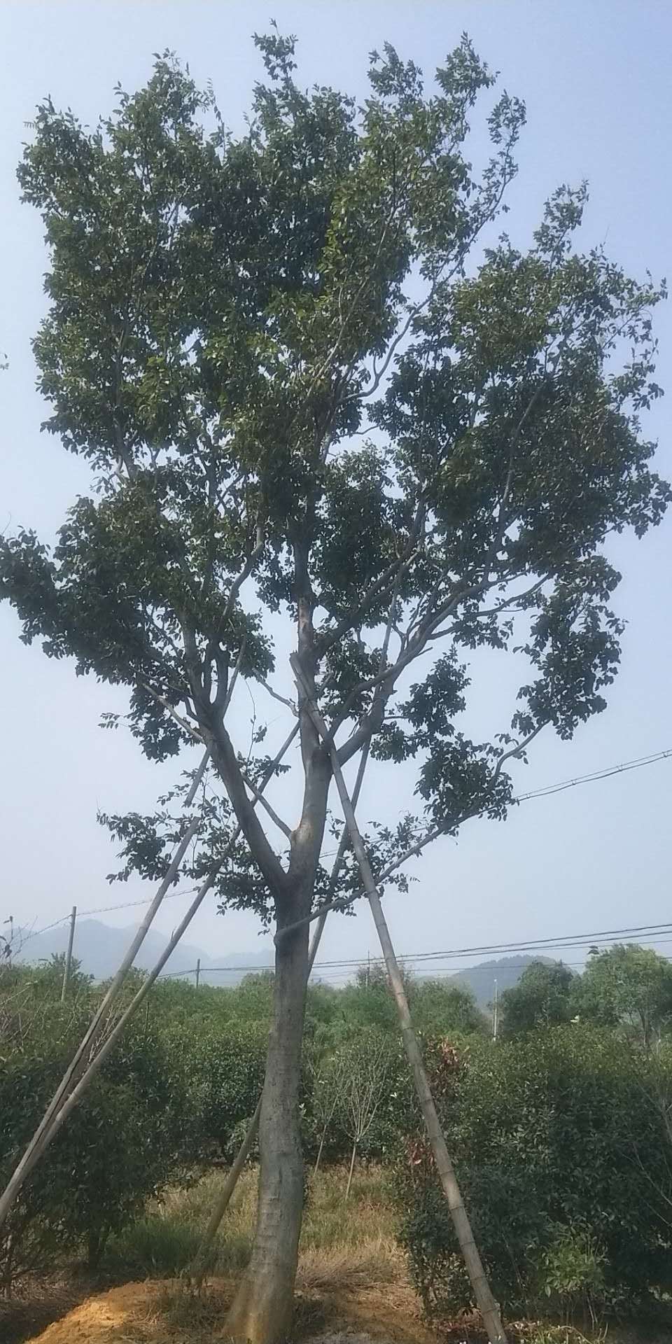 朴树价格|浙江衢州朴树生产基地|精选朴树20 40 cm|朴树批发