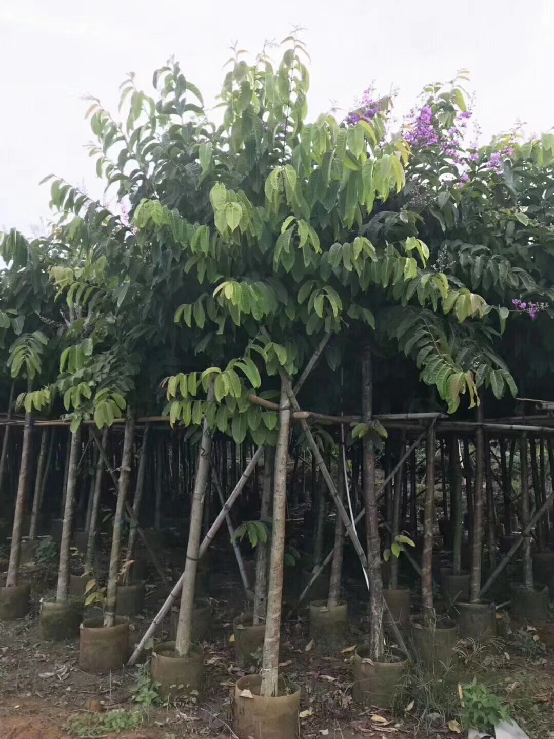 广东香樟树  广东香樟树生产基地  香樟树供应商  揭阳大量香樟树出售