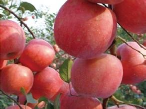 国庆红苹果新品种，优质苹果，苹果新品种，苹果树苗价格，优质苹果苗批发