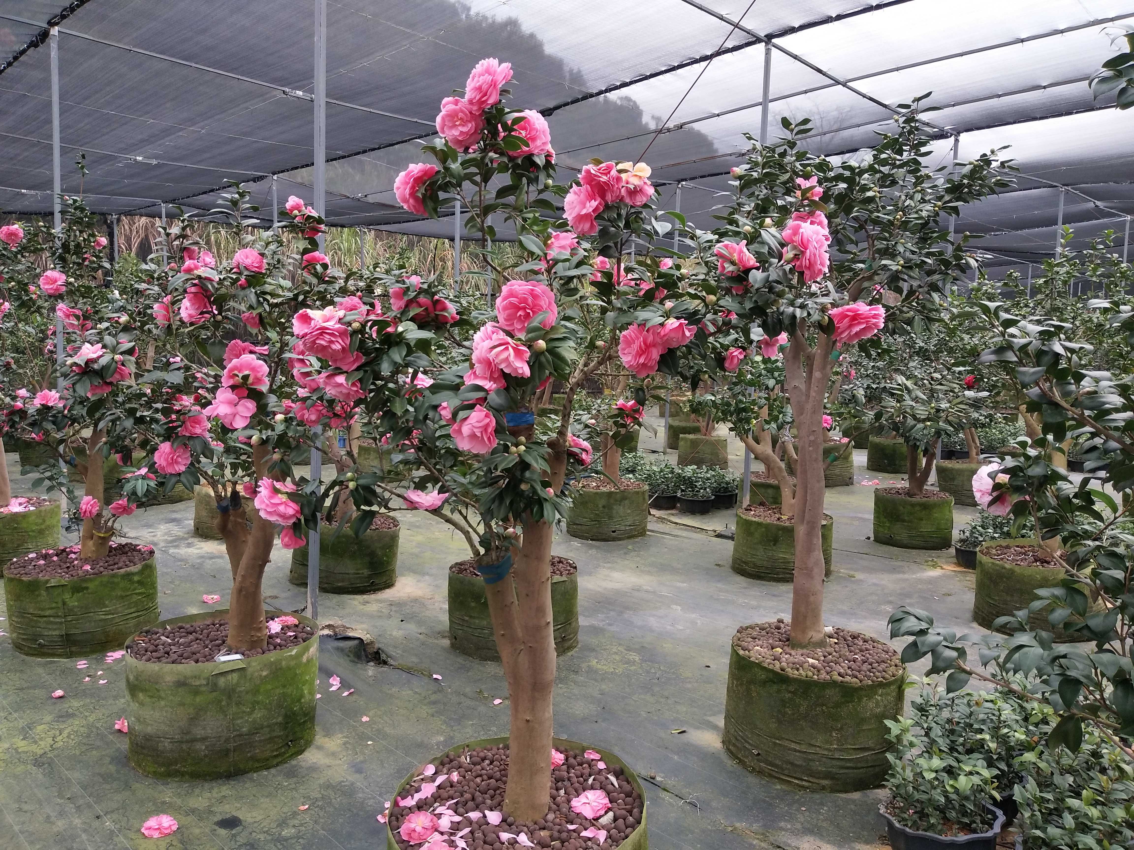 精品茶花 苗木 园林绿化  海棠价格 茶花种苗 山茶花基地 嫁接茶花批发图片