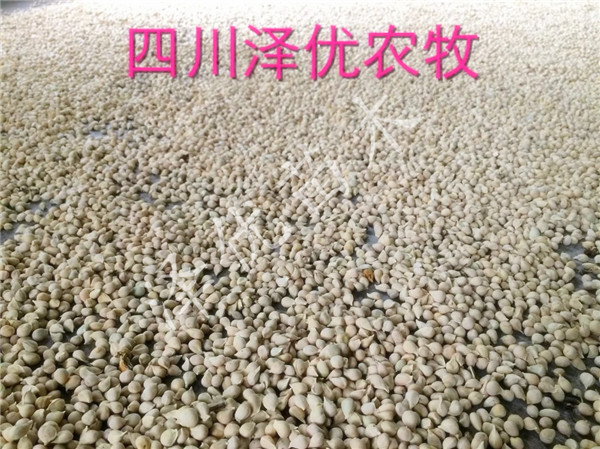 供应枳壳种子-四川枳壳种子基地-枳壳种子批发直销-枳壳种子 香橙种子