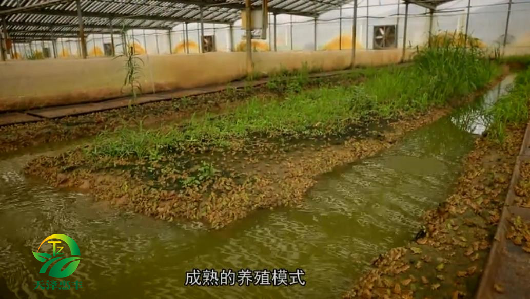 湖北天泽惠丰生态农业发展有限公司黑斑蛙青蛙养殖技术