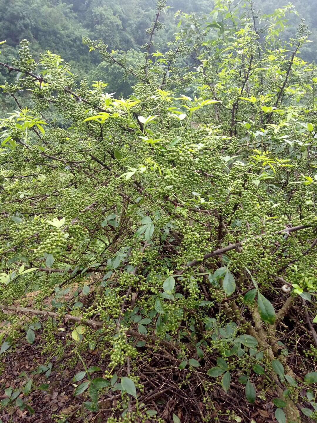 九叶青花椒苗重庆九叶青花椒苗哪家好卖重庆九叶青花椒苗价格供应重庆九叶青花椒苗重庆九叶青花椒苗出售重庆九叶青花椒苗电话